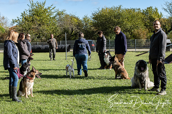 Entente Canine - DenisGuyot (15)