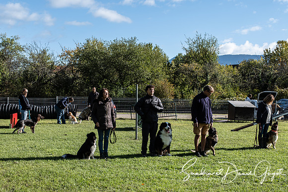 Entente Canine - DenisGuyot (19)